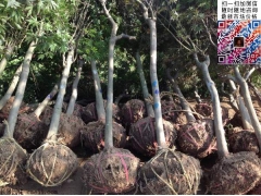 3公分紅楓價(jià)格多少錢(qián)