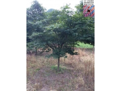 7公分紅楓價(jià)格多少錢(qián)