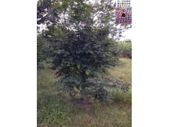 8公分紅楓價(jià)格多少錢(qián)一棵