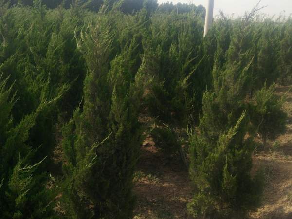 龍柏基地直銷小龍柏、龍柏球