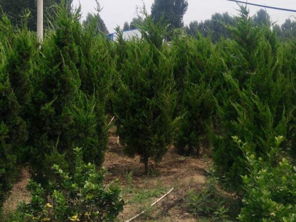 龍柏基地直銷小龍柏、龍柏球