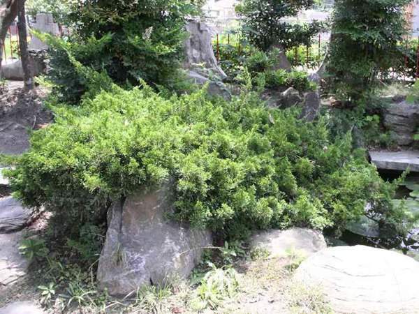 沙地柏和鋪地柏的區別?