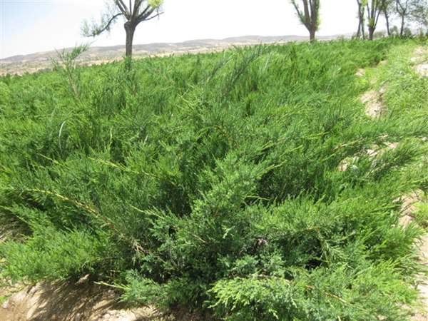 沙地柏和鋪地柏的區別?