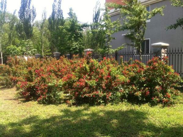 庭院中的錦帶花 庭院中的錦帶花