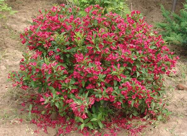 紅王子錦帶球 紅王子錦帶球