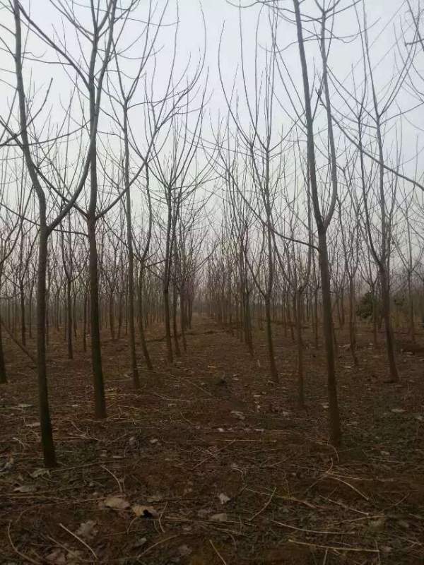 批發(fā)6公分7公分苦楝樹(shù) 批發(fā)6公分7公分苦楝樹(shù)