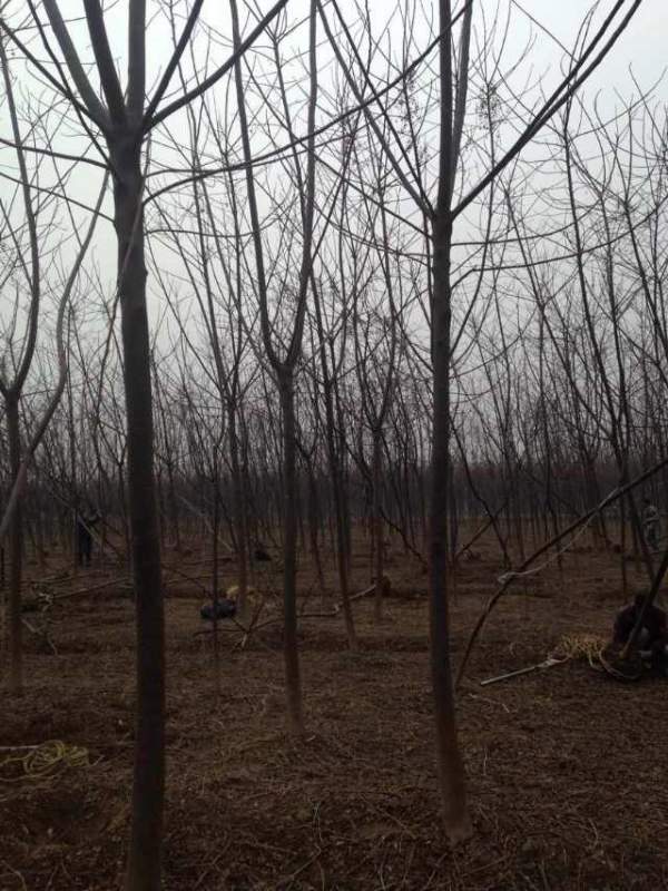 批發(fā)6公分7公分苦楝樹(shù) 批發(fā)6公分7公分苦楝樹(shù)