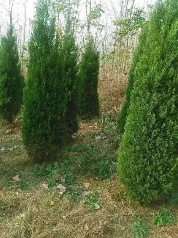 高度3米3.5米大蜀檜裝車_現場圖片 高度3米3.5米大蜀檜裝車_現場圖片