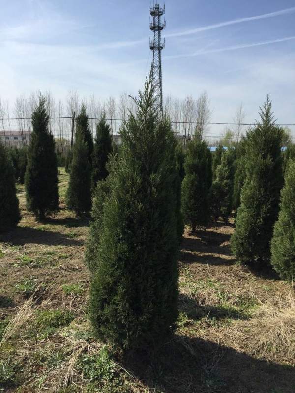 高度3米3.5米大蜀檜裝車_現場圖片 高度3米3.5米大蜀檜裝車_現場圖片