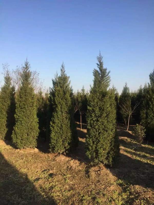 高度3米3.5米大蜀檜裝車_現場圖片 高度3米3.5米大蜀檜裝車_現場圖片