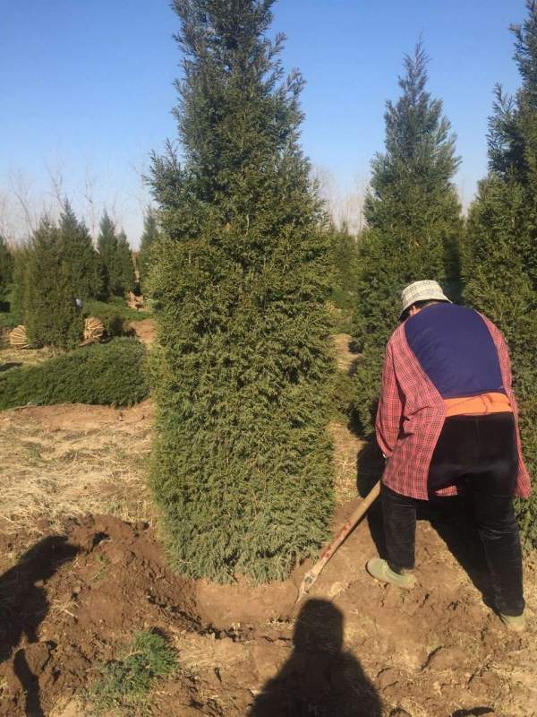 高度3米3.5米大蜀檜裝車_現場圖片 高度3米3.5米大蜀檜裝車_現場圖片