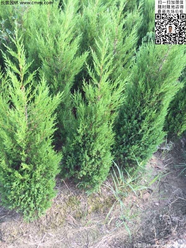 高度1.2米1.3米蜀檜 高度1.2米1.3米蜀檜