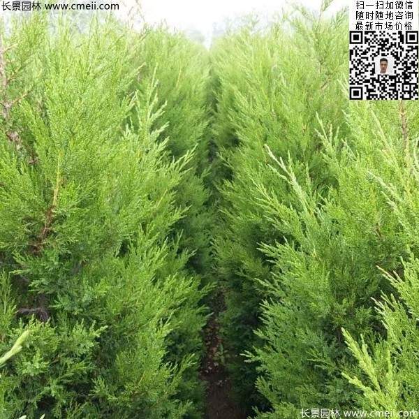 高度1.2米1.3米蜀檜 高度1.2米1.3米蜀檜