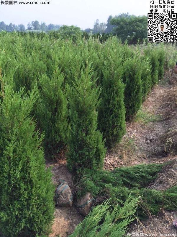 高度50公分60公分70公分蜀檜大量批發(fā)供應(yīng) 高度50公分60公分70公分蜀檜大量批發(fā)供應(yīng)