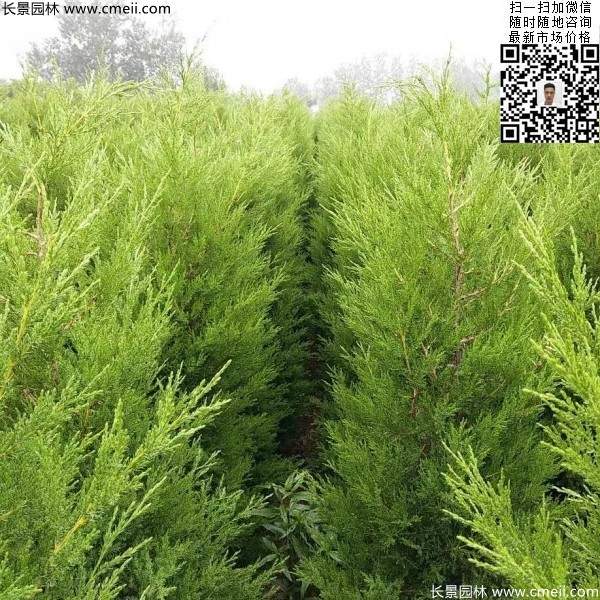 高度50公分60公分70公分蜀檜大量批發(fā)供應(yīng) 高度50公分60公分70公分蜀檜大量批發(fā)供應(yīng)