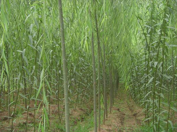 青皮垂柳圖片青皮垂柳基地實拍 青皮垂柳圖片青皮垂柳基地實拍