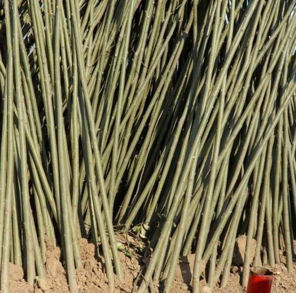 青皮垂柳圖片青皮垂柳基地實拍 青皮垂柳圖片青皮垂柳基地實拍