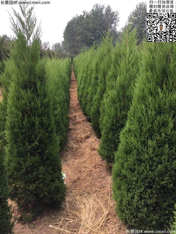 高度2米蜀檜圖片 高度2米蜀檜圖片