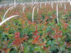 現在紫薇基地的紫薇樹多少錢一顆？