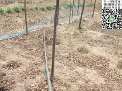 你還在為買櫸樹四處奔波嗎？那你就out了，告訴