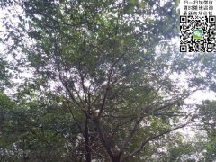 櫸樹不管是在綠化界，還是在建筑界都會令你刮