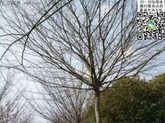 櫸樹的綠衣雖好看，但是變成光桿司令的“它”