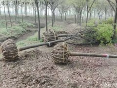 櫸樹還有這一層意思??！到底是“種櫸”還是“