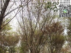 這個秋季讓櫸樹占盡了風采，你還在持觀望的態