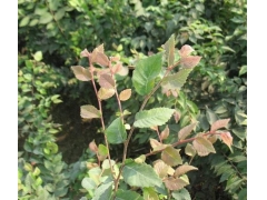 紅櫸與櫸樹有什么不同？