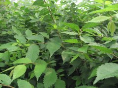 櫸樹就是這么的牛，都是國家二級保護對象了