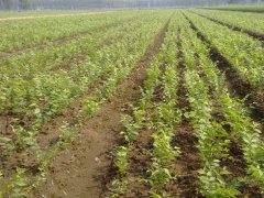 顯赫一時的櫸樹，它的過去、現在、未來是什么