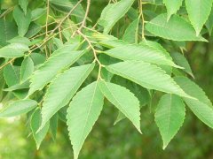 專家提醒：櫸樹和樸樹不是同一種樹嗎？