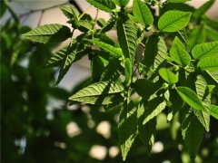 櫸樹為什么又叫作血櫸，這其中有什么奧秘嗎?