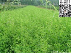 2016下半年最新桃樹多少錢一棵？