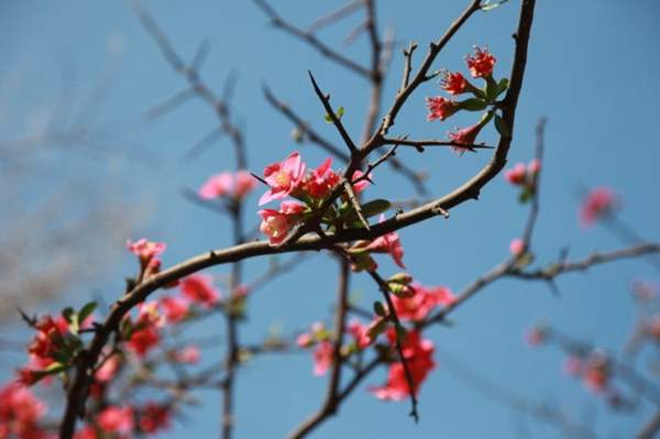 木瓜樹綠化、經(jīng)濟(jì)價值