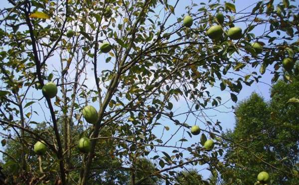 木瓜樹綠化、經(jīng)濟(jì)價值