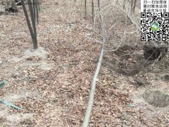 專家告訴你，為什么5公分櫸樹在園林界最暢銷