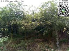 珍貴的紅櫸樹在我這，只珍不貴！