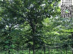 目前國內櫸樹哪里最多，你一定不知