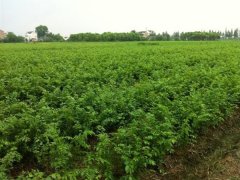 目前國內哪里的櫸樹小苗多？