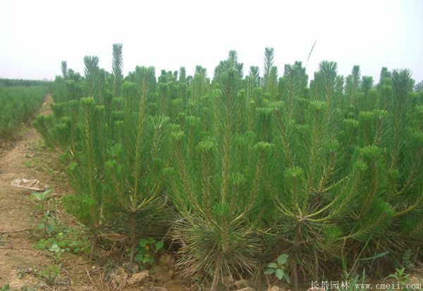 黑松造型 黑松造型