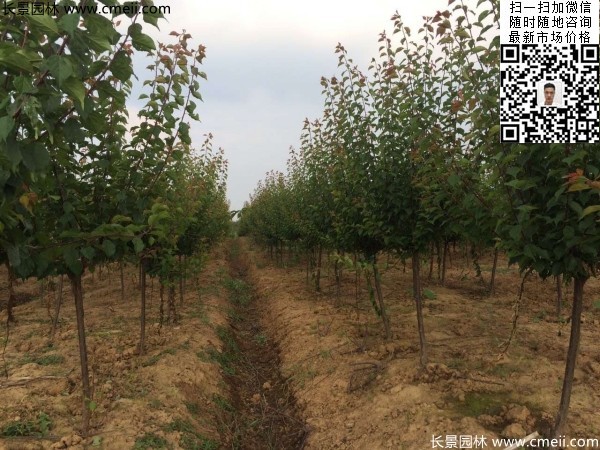 地徑5-7公分紅梅，數量7000棵左右