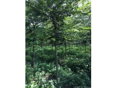 較大的櫸樹產地，產量百分之二十以上