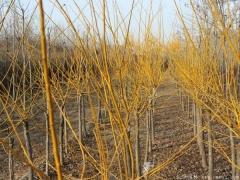 3公分黃金槐什么價(jià)格?哪里有賣(mài)的？