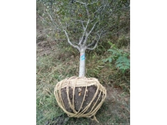 哪里的垂絲海棠苗價格比較低？