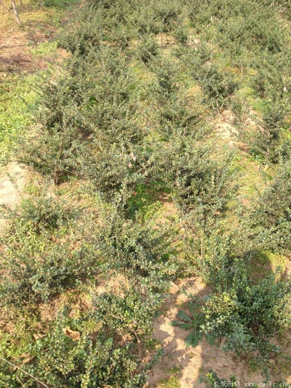 龜甲黃楊球-長(zhǎng)景園林