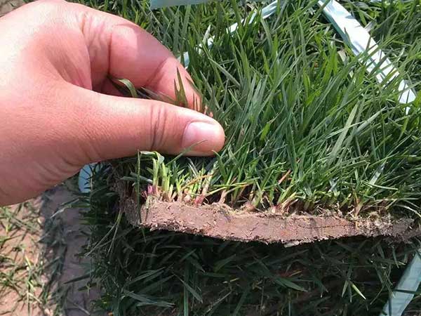 四季青草坪圖片 四季青草坪圖片