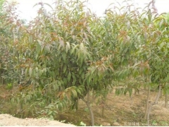 哪里有碧桃樹出售，最常用的規格多少錢一棵能