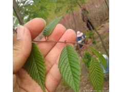 櫸樹生長速度快嗎？