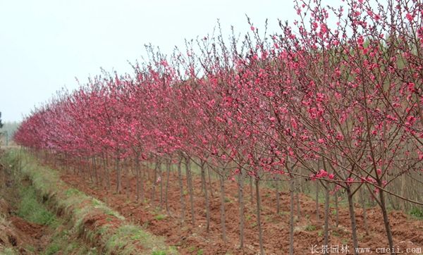 紅葉碧桃圖片紅葉碧桃基地實拍 紅葉碧桃圖片紅葉碧桃基地實拍